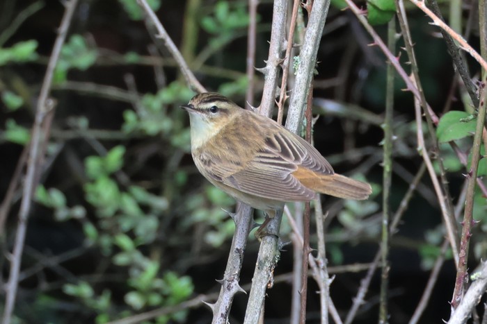 Sedge Warbler