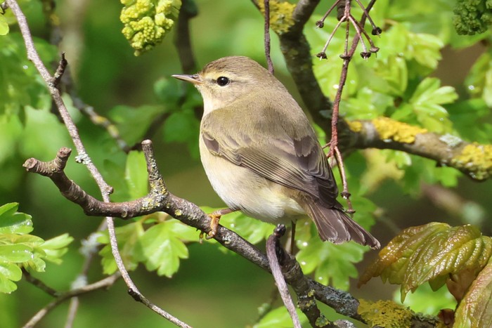 Willow Warbler
