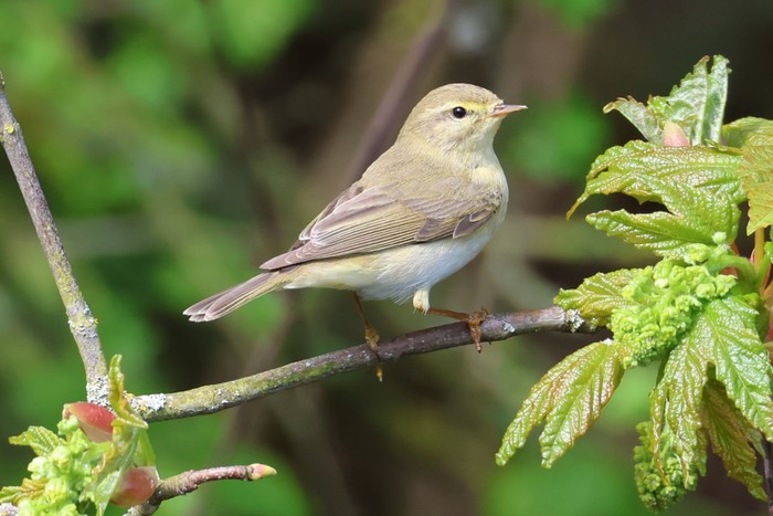 Willow Warbler