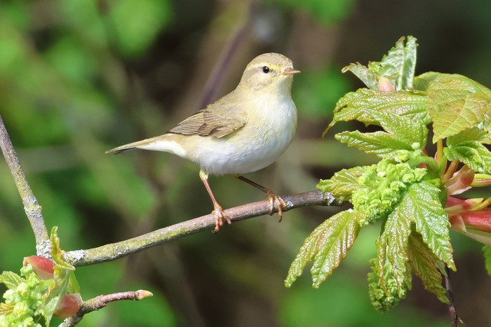 Willow Warbler