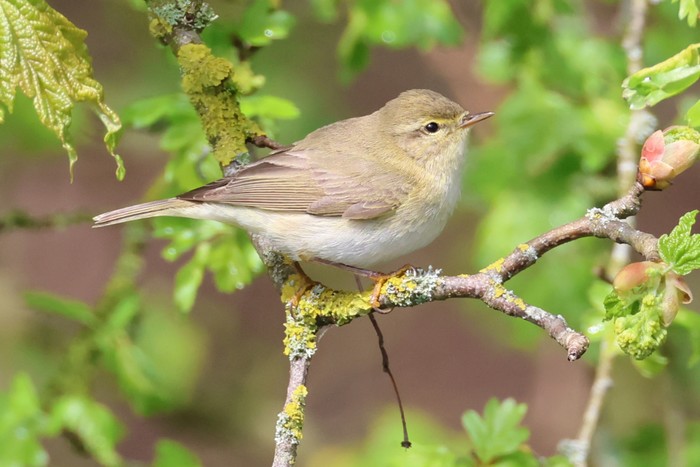 Willow Warbler