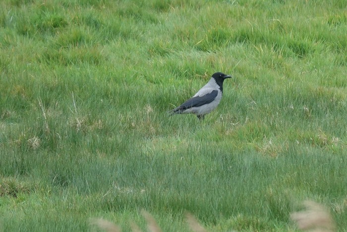 Hooded Crow