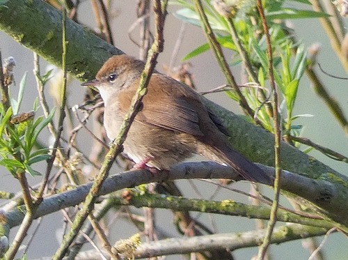 Cetti's Warbler