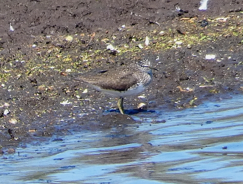 Green Sandpiper