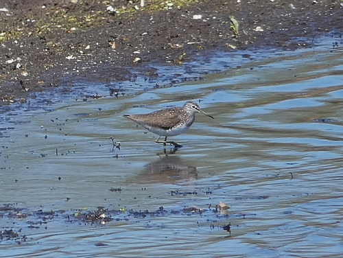 Green Sandpiper