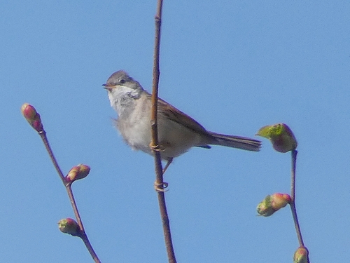 Whitethroat