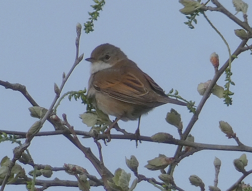 Whitethroat