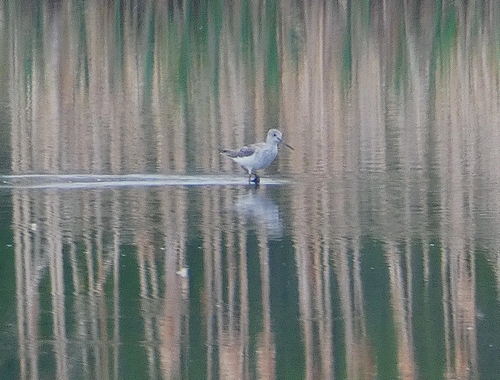 Greenshank