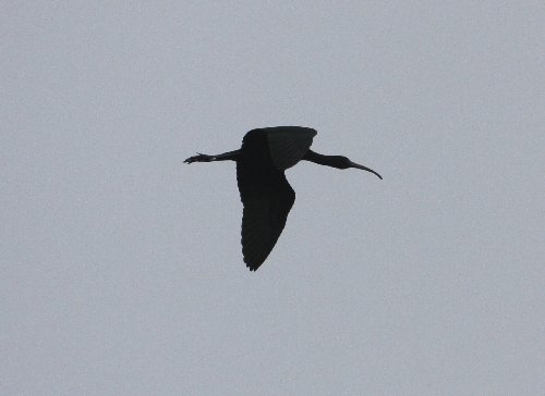 Glossy Ibis