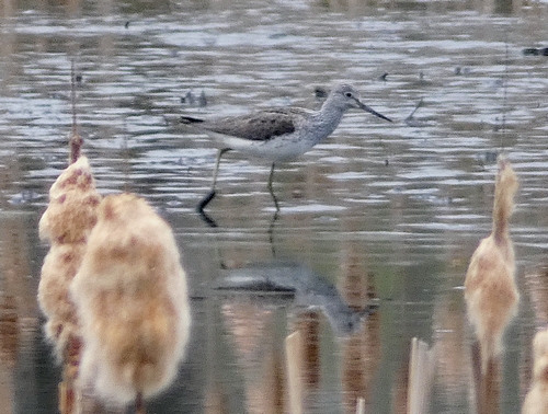 Greenshank