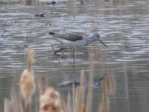 Greenshank