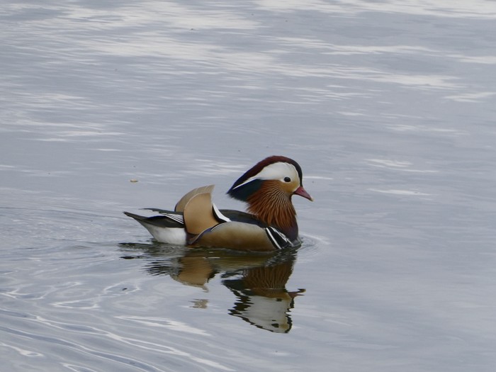 Mandarin