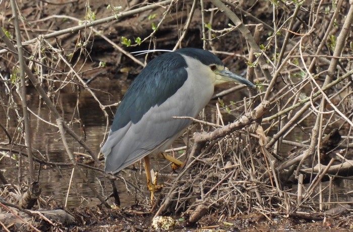 Night Heron