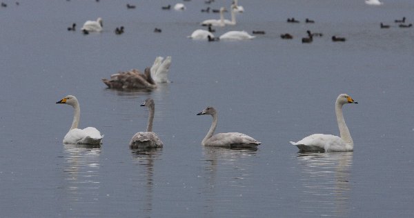 Whooper Swan