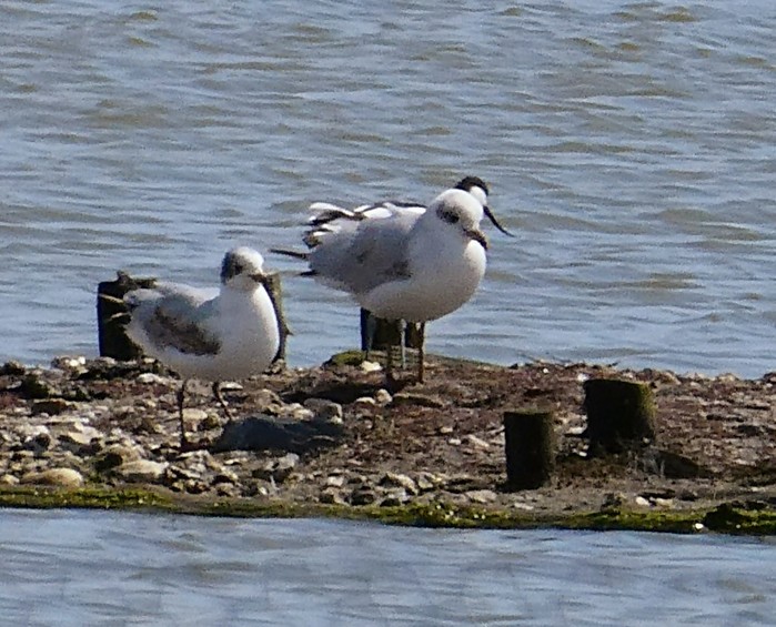 Mediterranean Gull