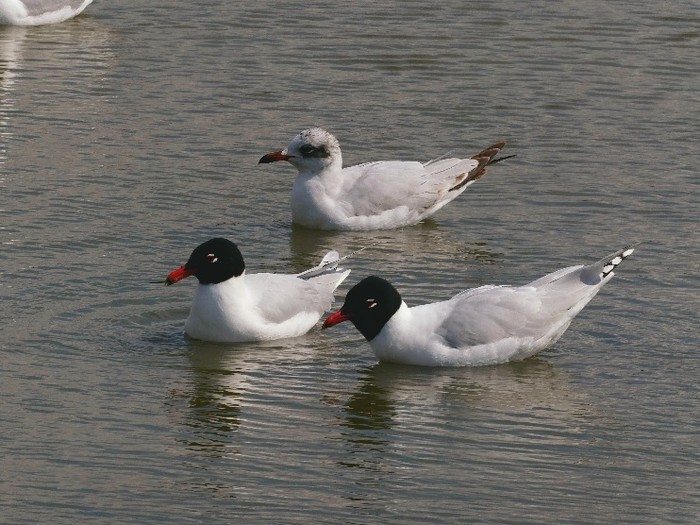 Mediterranean Gull