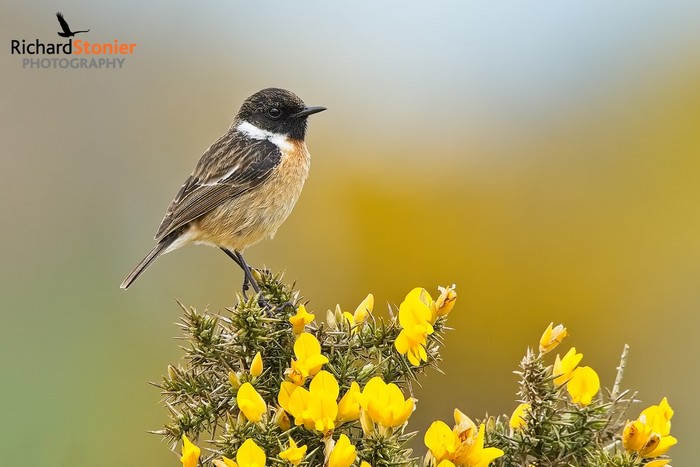 Stonechat