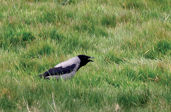 Hooded Crow