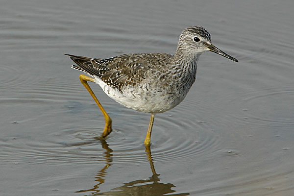 Lesser Yellowlegs