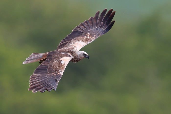 Marsh Harrier