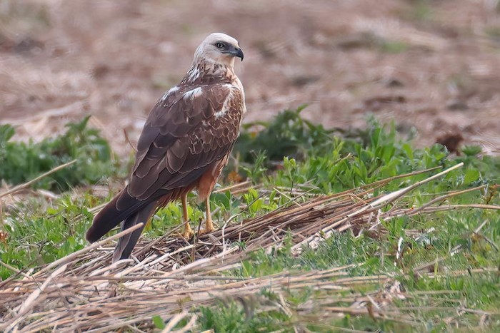 Marsh Harrier