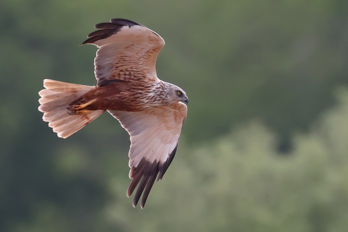 Marsh Harrier