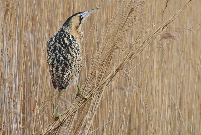 Bittern