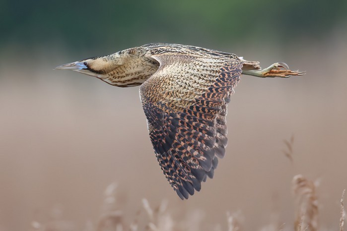Bittern
