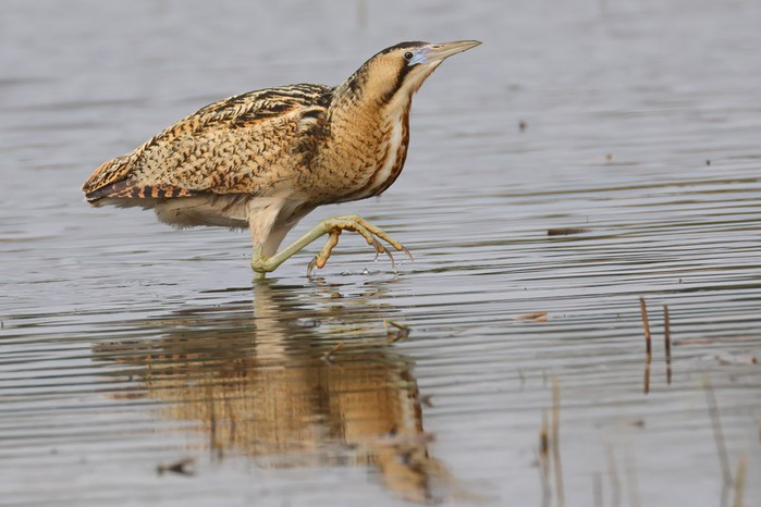Bittern
