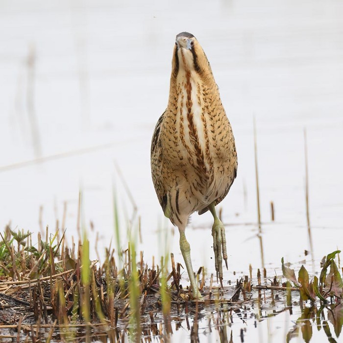 Bittern
