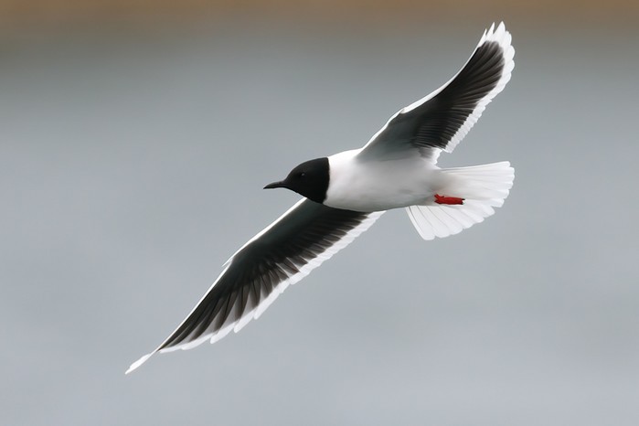 Little Gull