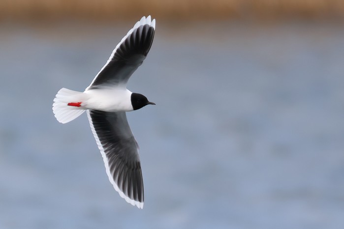 Little Gull