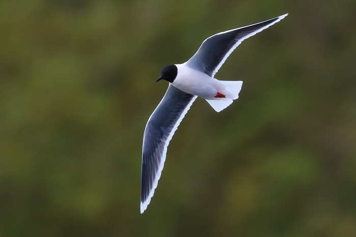 Little Gull