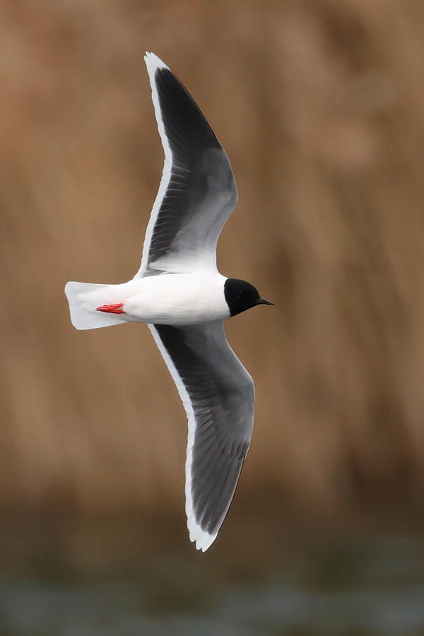 Little Gull