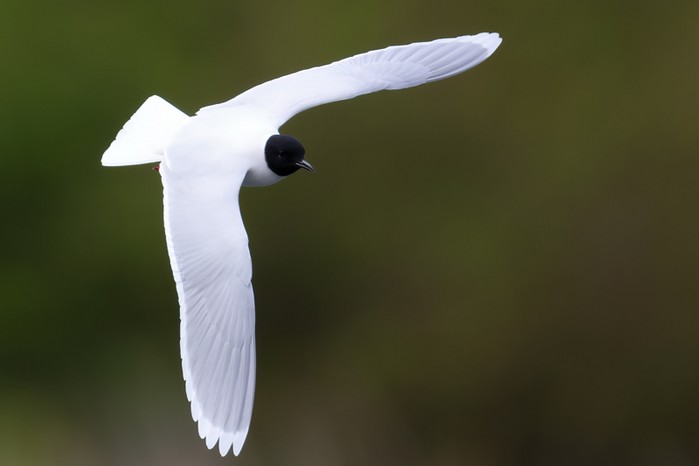 Little Gull