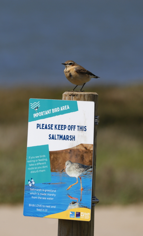Wheatear