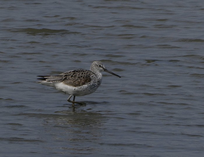 Greenshank
