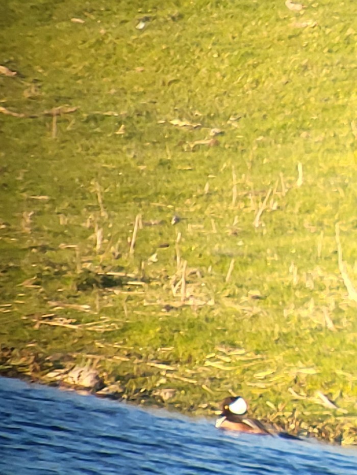 Hooded Merganser