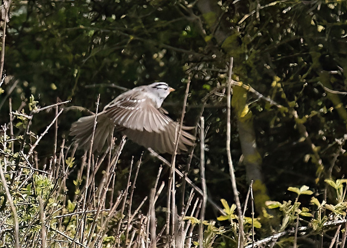 Gambel's White-crowned Sparrow