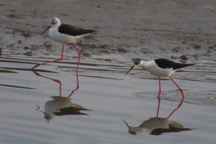 Black-winged Stilt
