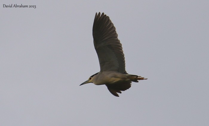 Night Heron