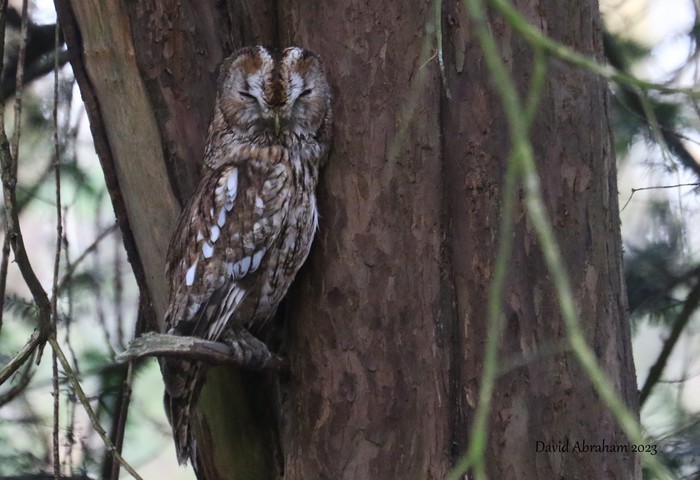 Tawny Owl