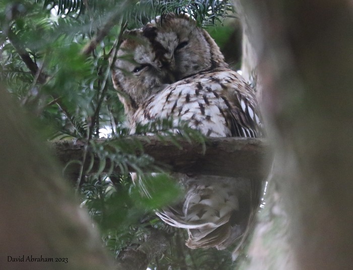 Tawny Owl