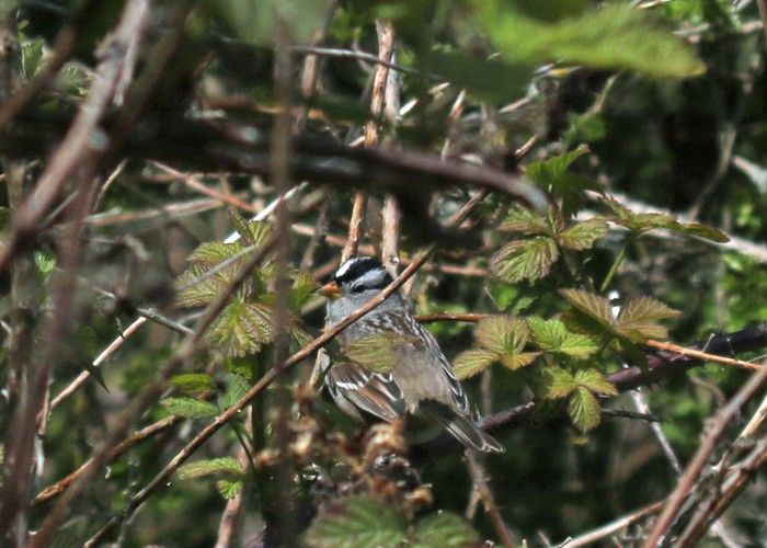 Gambel's White-crowned Sparrow