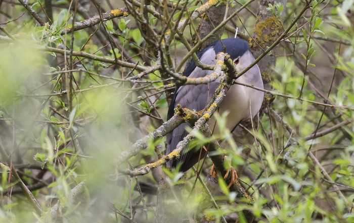 Night Heron