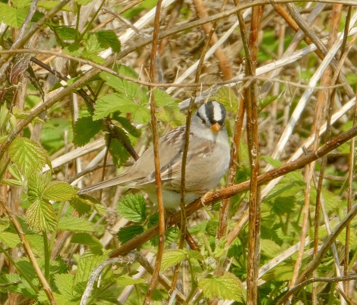 Gambel's White-crowned sparrow 