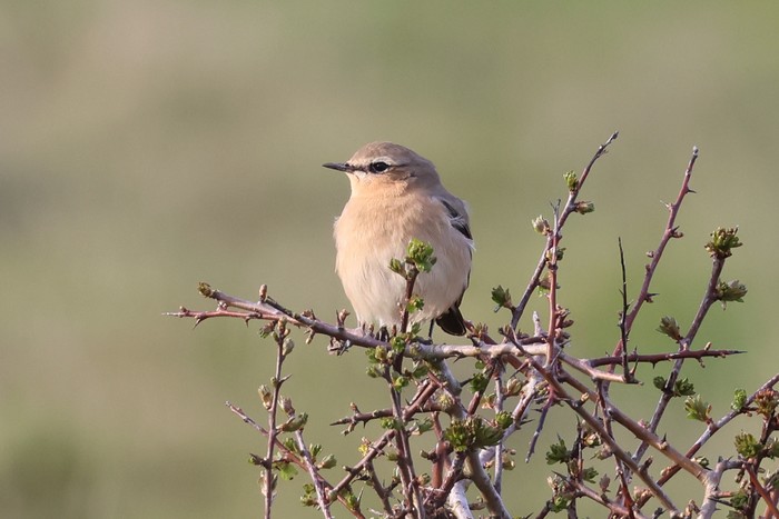 Wheatear