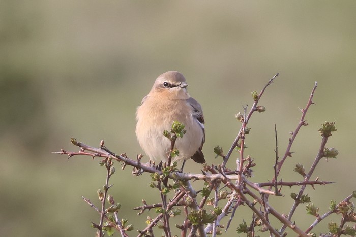 Wheatear