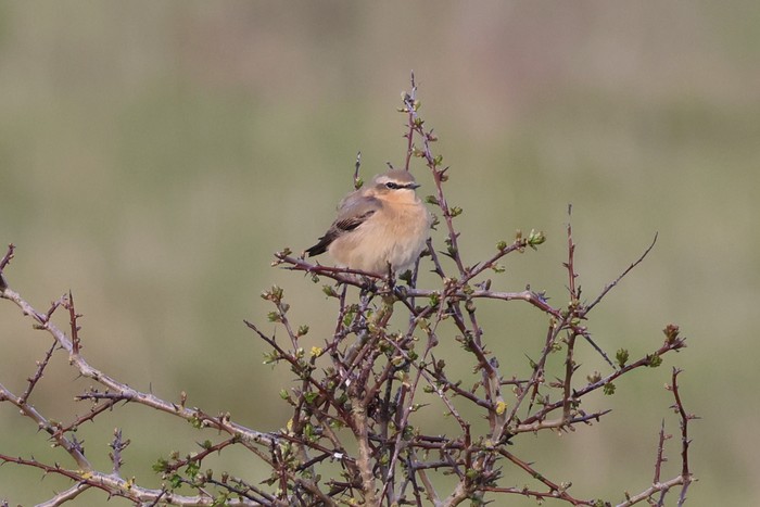 Wheatear