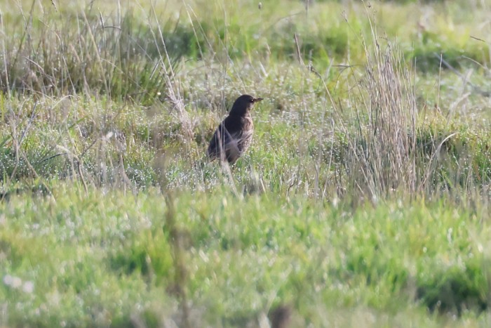 Ring Ouzel